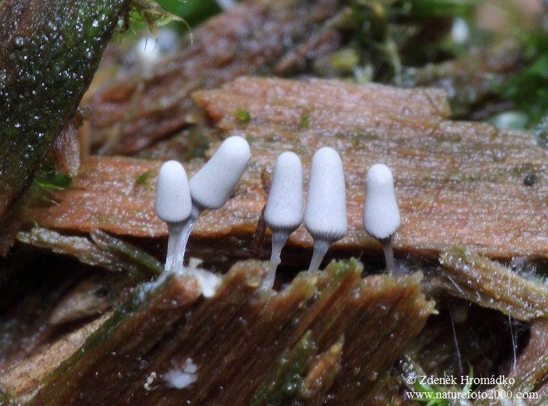 Vlnatka šedá, Arcyria cinerea (Houby, Fungi)